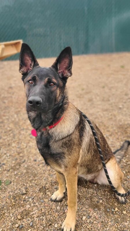 Picture of the Animal Listed